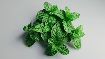 Wall Mural - Close-up of fresh green mint leaves on a gray background.