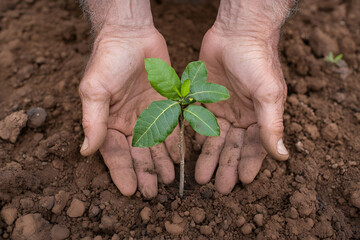 Hands Nurturing a Tree Growing on Parched Earth, Environmental Conservation and Reforestation Efforts