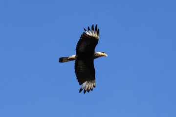 Carcará no céu de Caldas Novas - GO - Brasil 