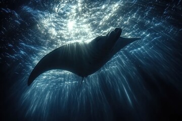 Wall Mural - Manta Ray Silhouette Underwater