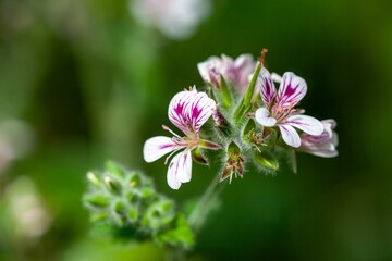 Wall Mural - Austral storksbill, Pelargonium australe