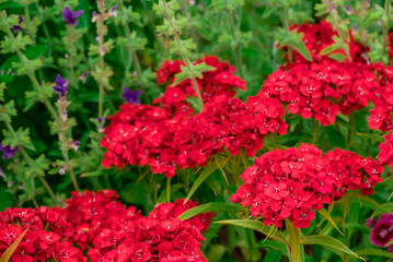 Photo of growing flowers in the garden