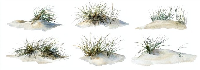 Wall Mural - Watercolor illustration of coastal dune and sea grass isolated on white