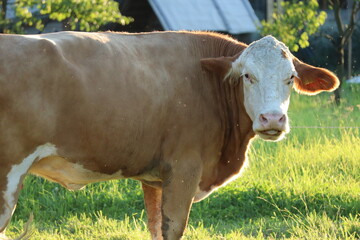 cow in a field