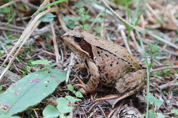 frog on the ground