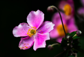 Aufkleber - Beautiful flowering Japanese anemone.
Perennial rhizomatous plant. The anemone genus belongs to the buttercup family (Ranunculaceae).
