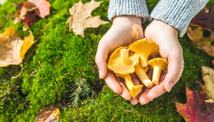 Pifferlinge in Händen im Wald 