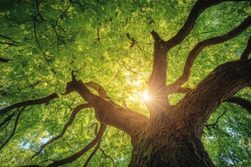 Poster - A beautiful image capturing sunlight filtering through the lush green canopy of a majestic old tree with thick branches and leaves creating a serene scene.
