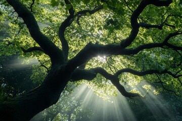 Poster - Close-up of a large tree with thick branches, sunlight filtering through the leaves, casting beautiful rays and creating a peaceful and serene atmosphere in a forest setting.