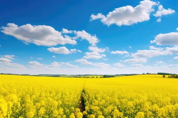 A stunning field of yellow flowers glowing in the sunset's warm light.