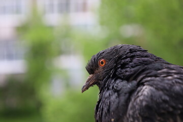 Wall Mural - Pigeon closeup portrait, bird on the window, summer day, pigeon beautiful portrait, pigeons eyes in macro, Extreme Close Up