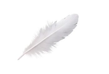 Fototapete - White feathers flying in the air isolated on transparent