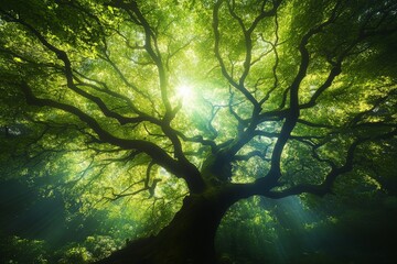 Poster - A verdant canopy of leaves with sunlight streaming through, creating a mesmerizing play of light and shadow, capturing the peaceful essence of nature.