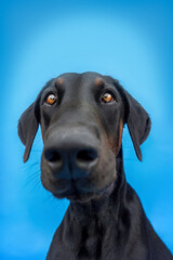 Poster - Funny head portrait of a male doberman dog isolated on colorful blue studio background