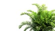 © The Little Hut - Tropical plant fern bush shrub tree isolated on white background with clipping path : Generative AI