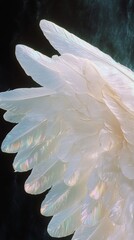 Wall Mural - Close-up of iridescent angel wing feathers