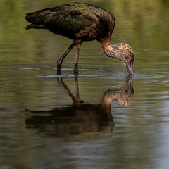 White Faced Ibis