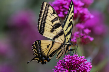 Swallowtail butterfly