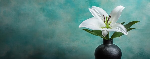 Wall Mural - White lily in black vase with turquoise