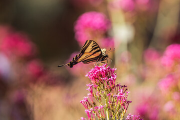 Swallowtail butterfly