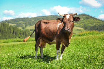 Beautiful cow grazing outdoors on sunny day