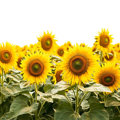 Sunflower field on transparent background