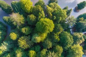 Wall Mural - Overhead Shot of Rich Forest Greenery on Translucent Canvas