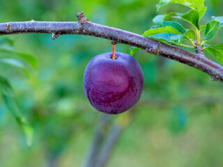 Plum branch with ripe plum. European plum Comet, Prunus Domestica. Orchard with fruit trees