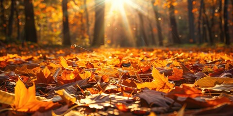 Poster - Golden autumn sun bathing forest floor in fallen leaves mosaic