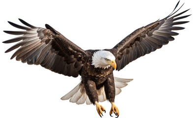 Wall Mural - an isolated bald eagle (Haliaeetus leucocephalus) , flying in motion and in landing position, wildlife, Wildlife-themed, photorealistic illustration on a transparent background PNG. generative ai