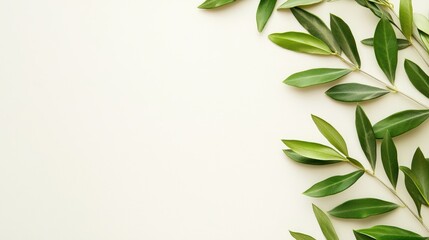 Wall Mural - Olive Branch Border with White Background