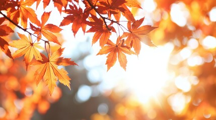 Sticker - Autumn Maple Leaves with Sunbeams