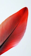 Sticker - Red feather close-up on white background