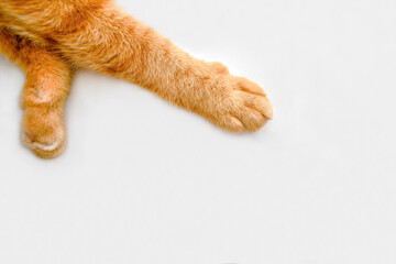 Wall Mural - Ginger cat paw on the table. Happy tabby cat relaxing at home.