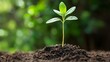 © Preecha - Young plant sprouting from the soil, representing growth and new beginnings