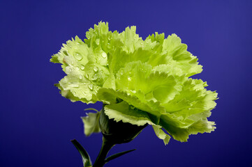 Wall Mural - Green carnation oliva on a blue background