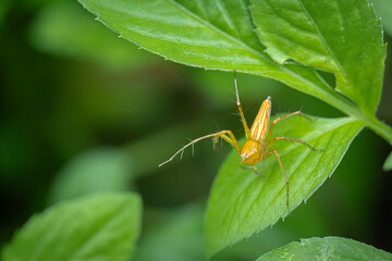 Golden Yellow head Spider waiting for prey in green leaves