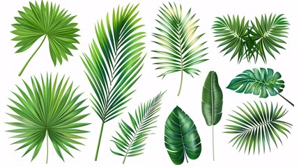 Wall Mural - 2. A collection of Phoenix palm leaves in a tropical leaves vector set, displayed on a clean white background. Each leaf is presented in a flat vector design, with smooth lines and varying shades of