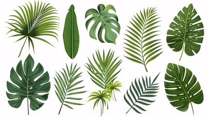 Fototapete - 5. A detailed vector set of tropical leaves, primarily featuring Phoenix palm leaves, set against a white background. The leaves are depicted in a simple flat style, with attention to the natural