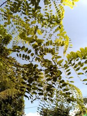 branches of a tree