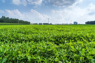  Peanut Field, Peanut plantation fields.