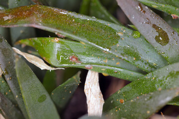 Wall Mural - Brown soft scale, Coccus hesperidum, a cosmopolitan distribution and feeds on many different host plants. It is an agricultural pest of citrus and commercial greenhouse crops. On aloe in a pot.