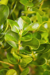 Close up of bush leaves in summer.
