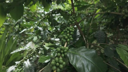 Wall Mural - close up to soft focus of green raw Arabica coffee on coffee Plant in the big forest, at chiang mai thailand, in the rain season, 100% organic coffee that awakens with the forest and nature, 4k video
