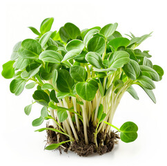 Wall Mural - Cluster of freshly grown green sunflower sprouts isolated on a white background