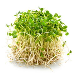 Poster - Cluster of freshly grown green Alfalfa sprouts isolated on a white background