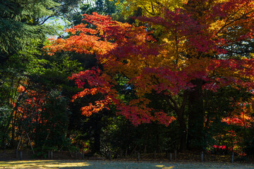 日本の風景・秋　東京都北区　紅葉の旧古河庭園