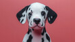 © feeling lucky - Adorable Dalmatian puppy with a playful expression, perfect for pet lovers and animal-themed projects.