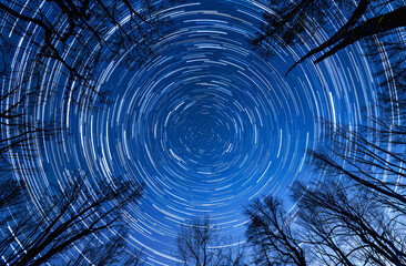 Poster - A stunning star trail photograph taken through trees, capturing the movement of stars in circular patterns against a deep blue night sky.
