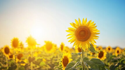 A bright and cheerful sunflower field in full bloom under a clear summer sky.